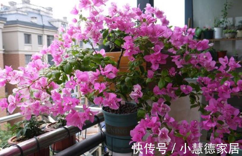 新手养三角梅，做好2个“舍得”，天天长花苞，花多不见叶