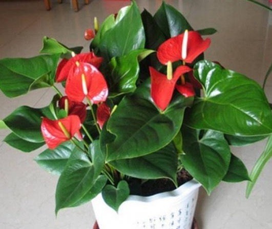 红掌黄叶不要慌,只需一步,叶子油亮如打蜡,花剑猛蹿开爆盆!