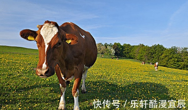 生肖|谁是生肖牛最佳合作伙伴多和他们来往，助你前途光明，出人头地