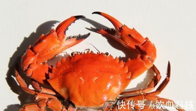 葡萄柚|怀孕后,这4样水果再贵都要吃,对胎儿眼睛好,比吃保健品管用