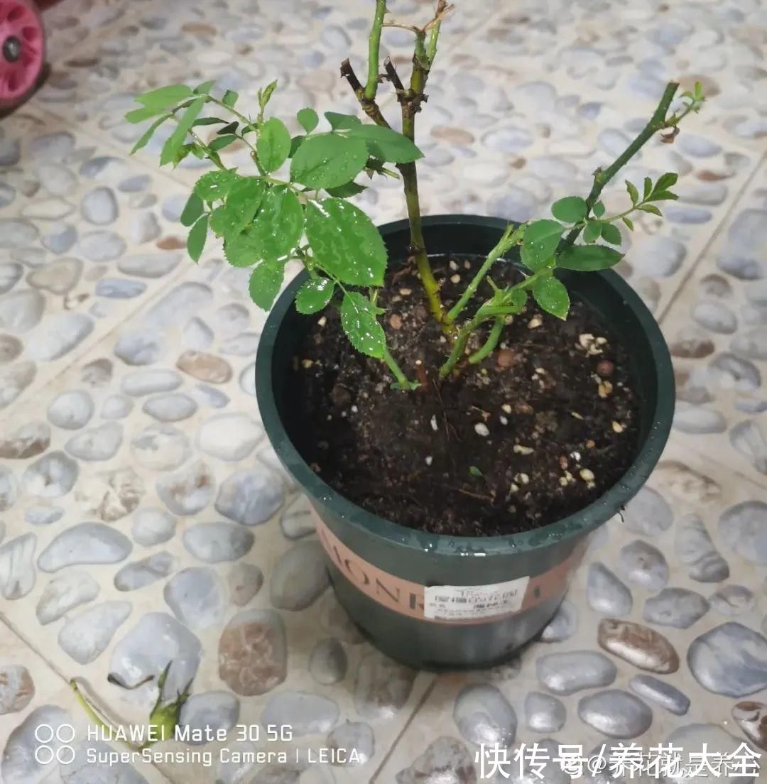 月季|8种花，现在快施肥，秋天开出满树花