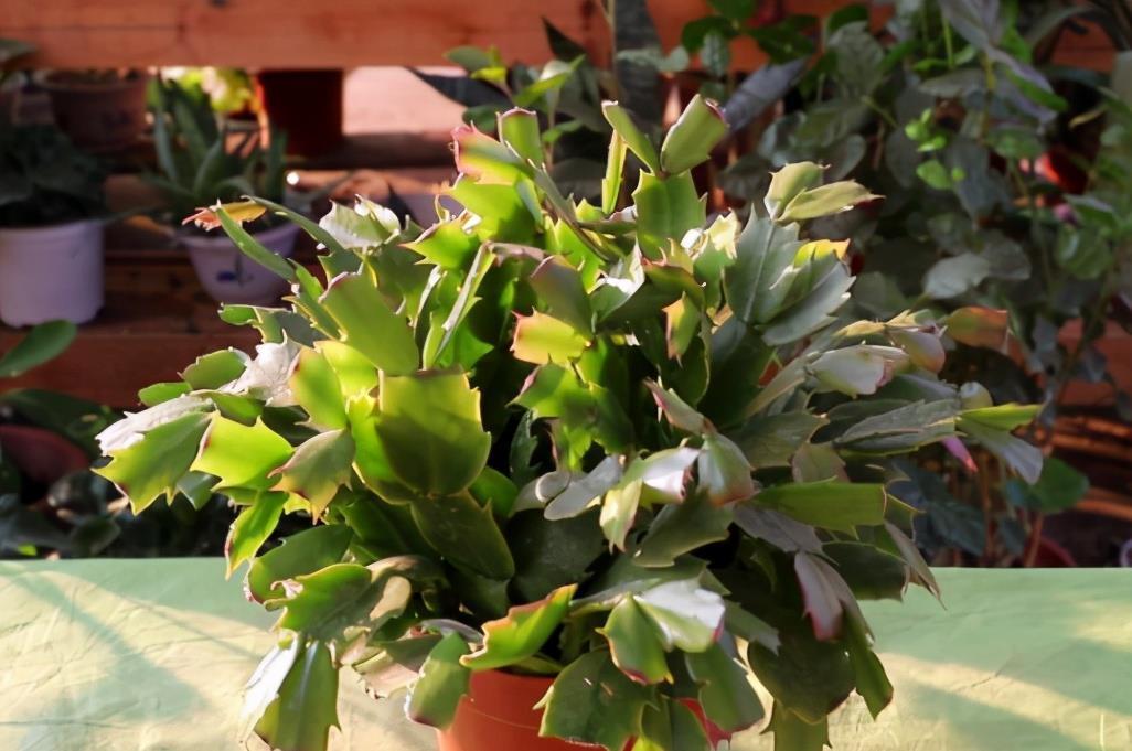 花友|害怕蟹爪兰夏季打蔫,告诉你几个关键操作,让它叶片油绿硬挺