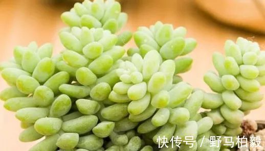 叶子|这种多肉吊起来养，所谓像一串串葡萄一样，美爆了