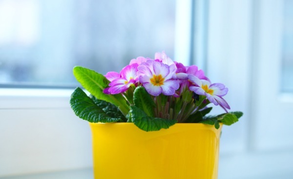 到了春天,规划给植物换盆的花友,该做到哪些事情?