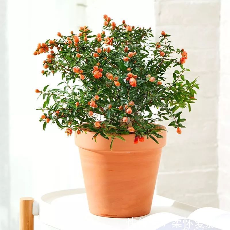 长寿|要想身体健康长寿,家庭必备的几种植物!