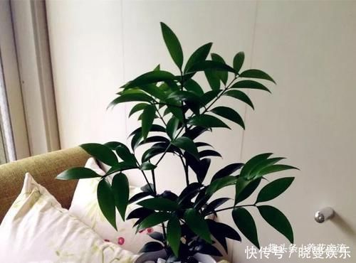 竹柏养成小巧的盆栽植物特别受欢迎,却不知它是高大树木