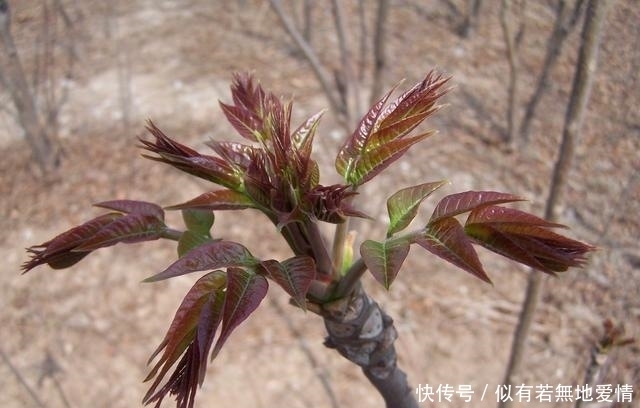 一種野菜治一種病，野菜不僅好吃，還有消炎，降血壓，清熱的功效