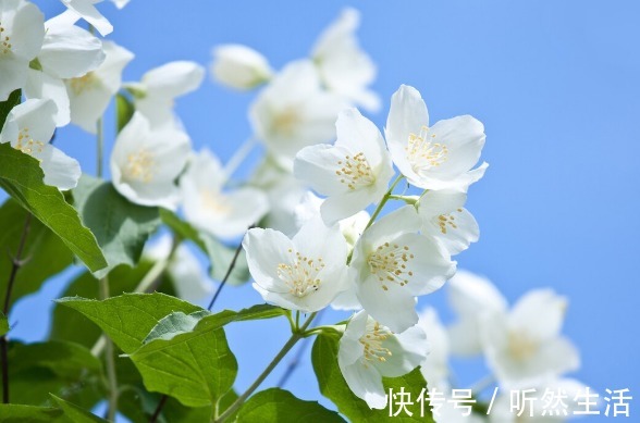 鱼腥草|66种野菜大图片，带你见识不同的野菜和吃法，你想要的野菜这里有