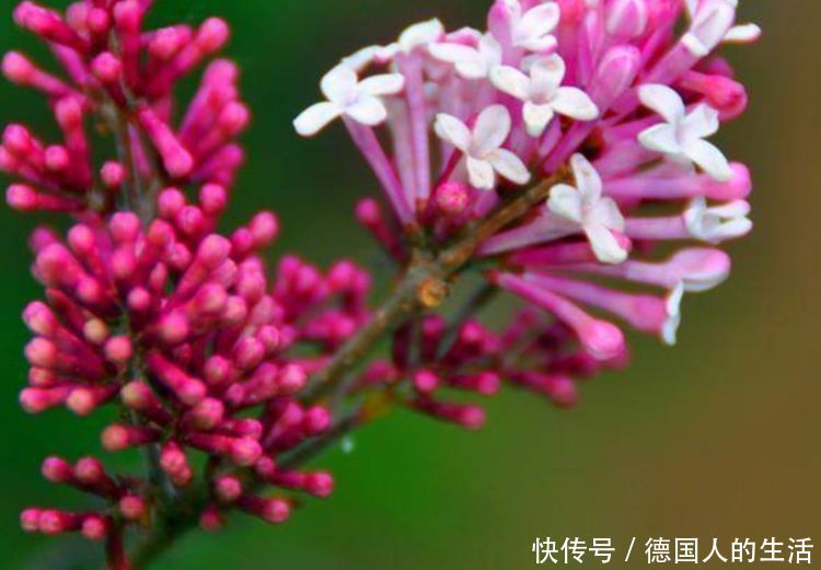 健康长寿|人到中年想长寿,不妨多吃3种蔬菜,清暑解烦,提高免疫力!