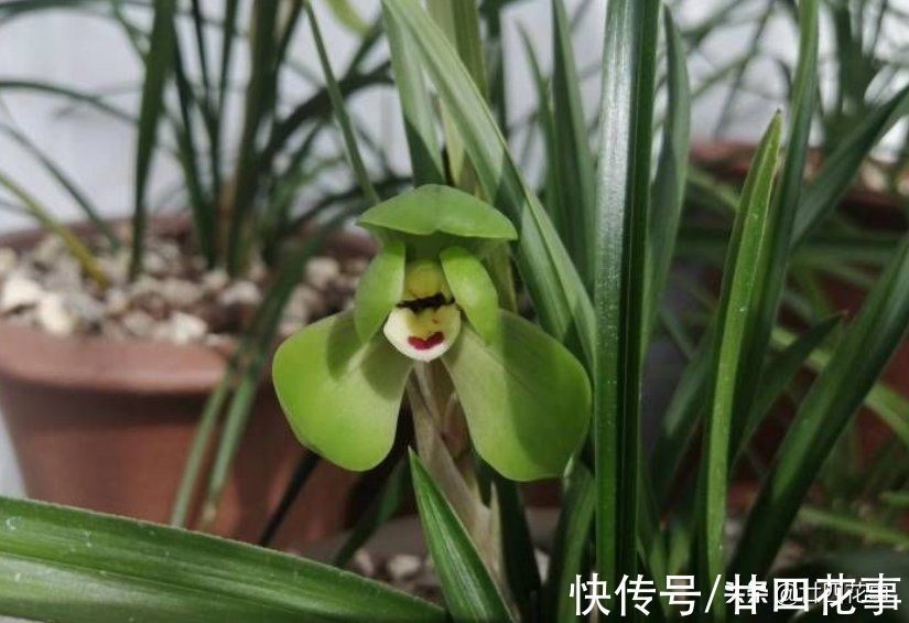 浇水|小雪过后养兰花,3件事需避免,不注意危害大难开花,一冬白养了