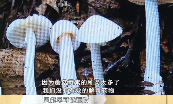 中毒|“夺命”蘑菇高发季！湖南永州一老人食用后中毒身亡