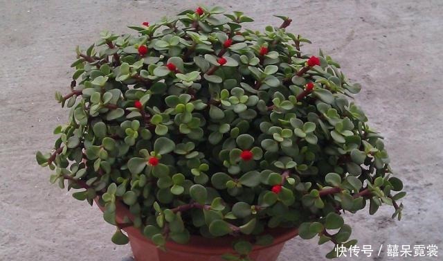 金枝玉叶的养护方法,赶快收藏了吧!