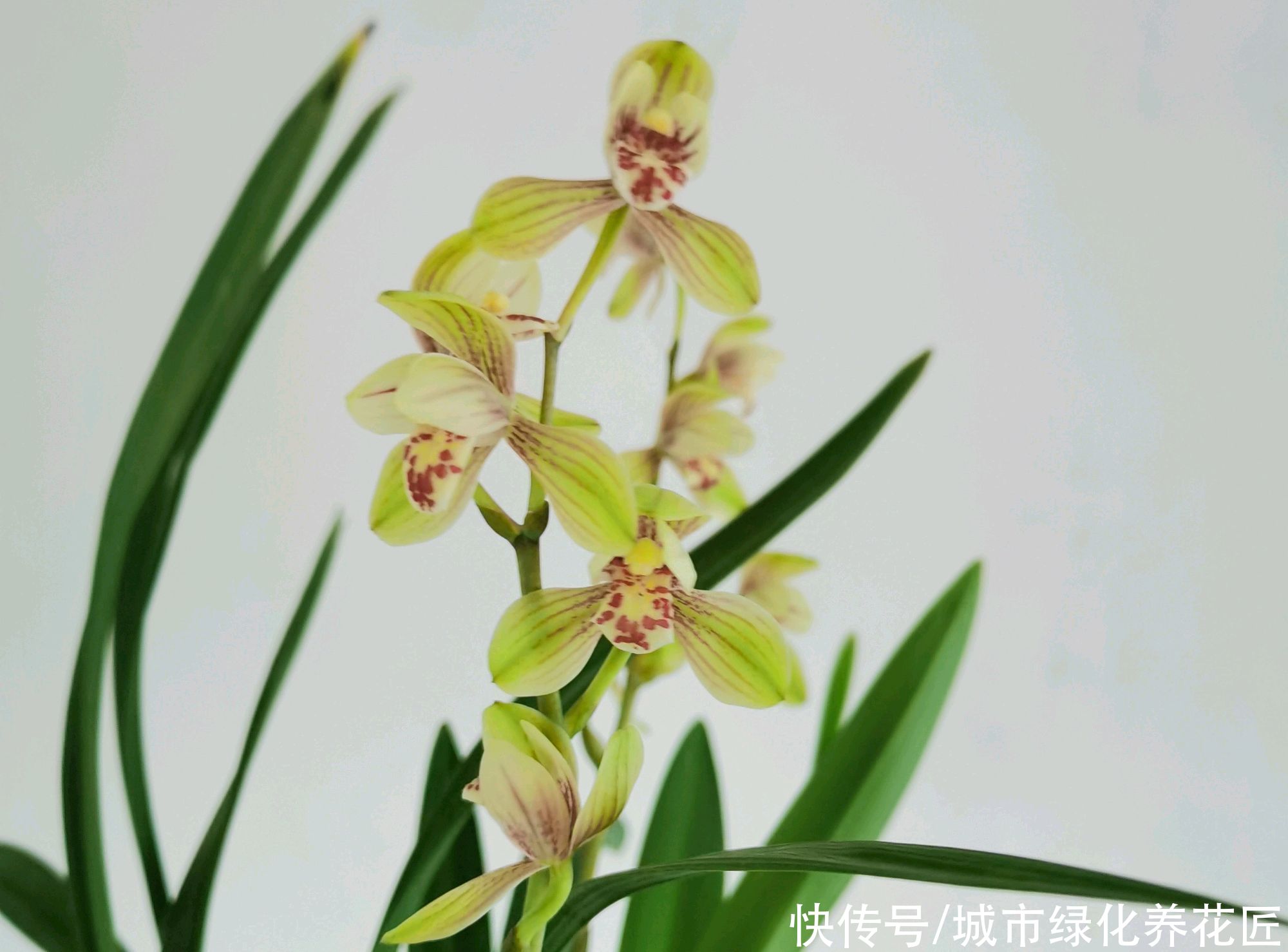 叶艺|兰花长出来的新苗全是白色,艺草兰花身价翻百倍?