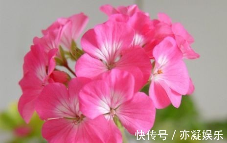 新手养花,不妨试试这几款,比绿萝还好养,郁郁葱葱,四季常开花