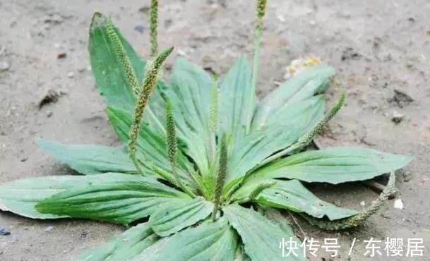 野菜|蒲公英、香椿、榆树钱、白蒿，一种野菜治一种病，了解一下