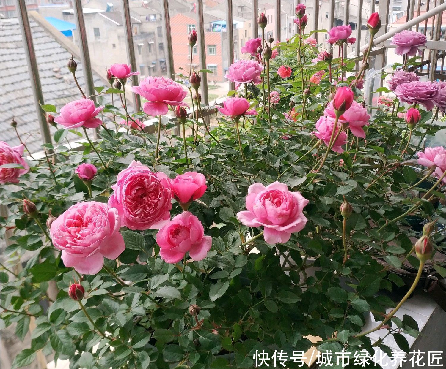 月季枝条的底部长出很多嫩芽，担心倒春寒，需要抹嫩枝吗？