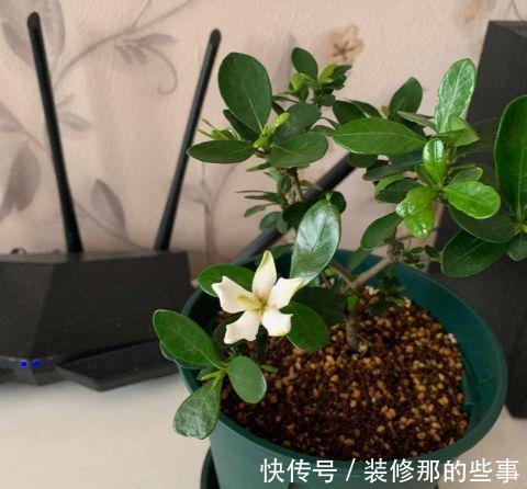 栀子花|夏天,这五种花多浇水,叶绿肥大,长势很良好