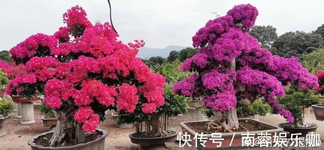 对花有一种特殊的情怀,能养几十年的花,养1盆当传家宝!