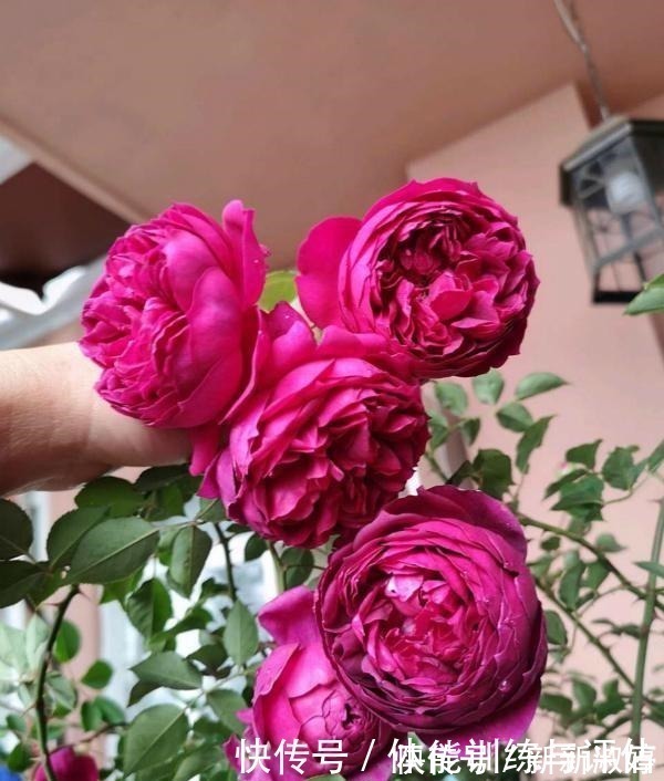 奥斯汀|他痴迷养花,露台养了100多盆花,盆盆美爆,惊艳全小区!