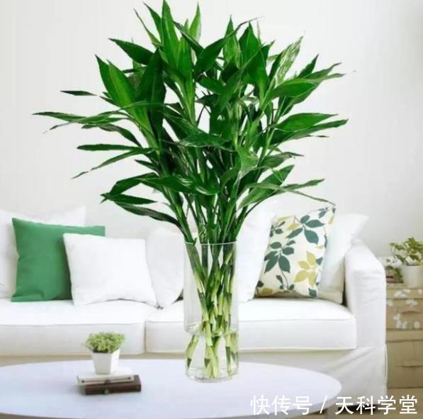 5种漂亮花,耐阴好养又大气,寓意美好还旺人,专为北阳台而生