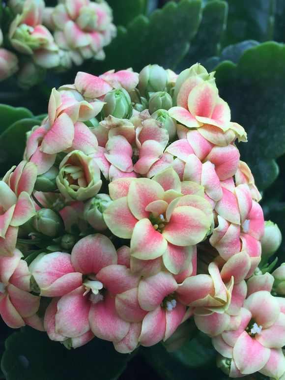 盛夏养花,就养这4款四季能开花,颜值高,又好养的花,懒人大爱