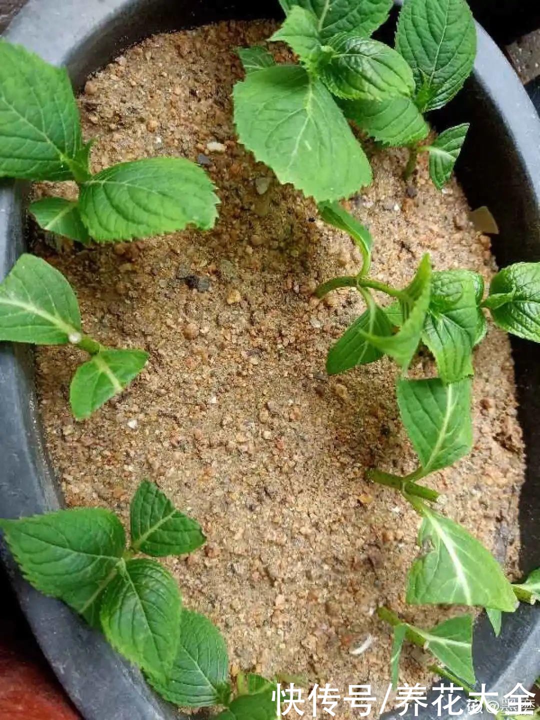 11种常见花，现在扦插，成活率特高