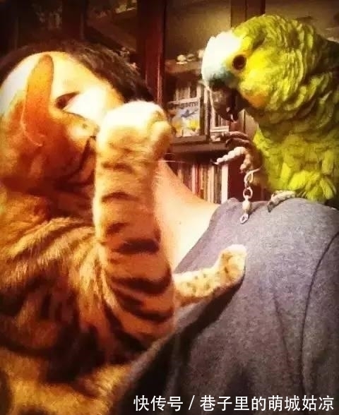 王昱珩|被《人民日报》表扬,1000万姑娘都想嫁,他将家变成热带雨林