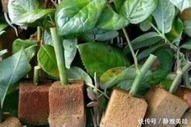 妙招|家里这5样东西用旧了别扔，教你小妙招，让它“变废为宝”还省钱