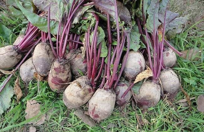 衰老|女性不想过早衰老,多吃3种食物,美容养生,身体棒棒哒!