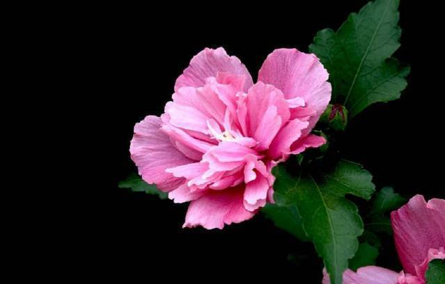 朱瑾花，木槿花，芙蓉花傻傻分不清花开的再妖娆也不要闹笑话