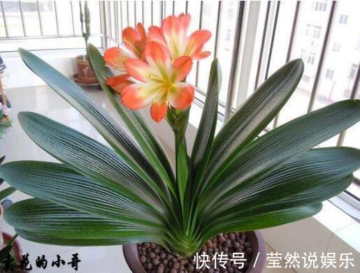 虎皮兰|张先生“别的花”不养，只养此“4种”，难怪他家“越过越好”！