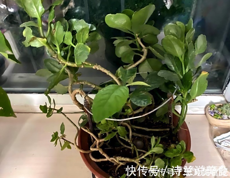 大花球|6种花,长高就“变丑”,株型低矮才“漂亮”,要舍得剪!