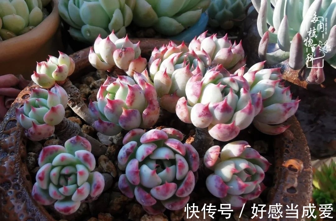 治愈之“肉”:愿所有的养肉人都被这些“胖子们”治愈