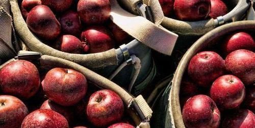 食物|会吃的人最健康,3种食物换着吃,增强记忆、改善便秘,美容养颜