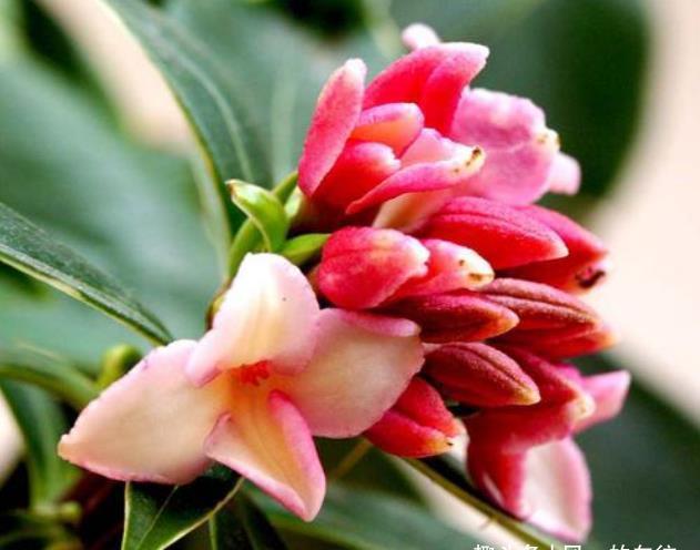 此花姿态婆娑潇洒,散发着一种诱人心魂的芳香,寓意为祥瑞与吉利