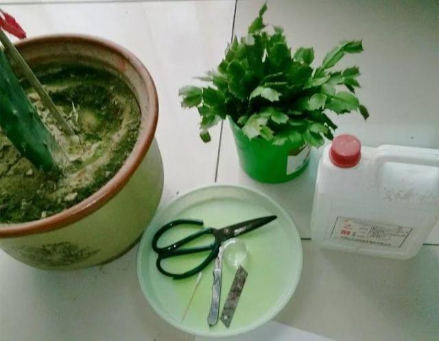 蟹爪兰|蟹爪兰与2种植物“天生一对”,嫁接6层塔,一次开花200朵