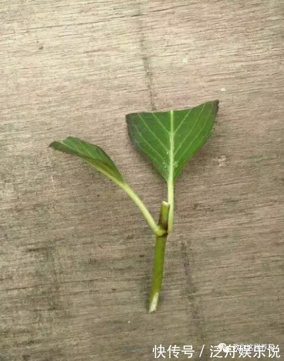托盘|3种花太贵，别再买了，剪几个枝就能扦插几十盆！