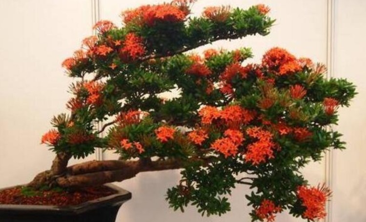 这“几种花”很便宜,养成“盆景”后,变身为“高价”盆栽!