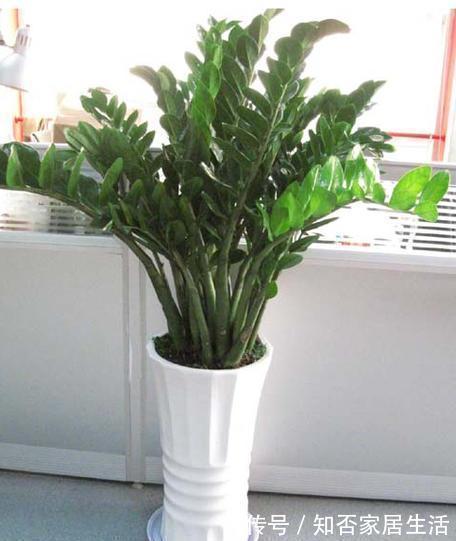 发财树|9种盆栽“耐阴王”,不见太阳也长得旺,养在家里超有范