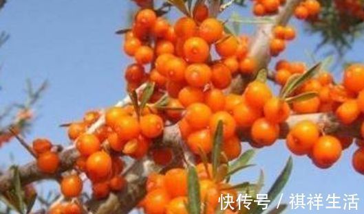 降火|秋天来了,推荐多吃以下食物,排毒降火,降压减脂,清理体内垃圾