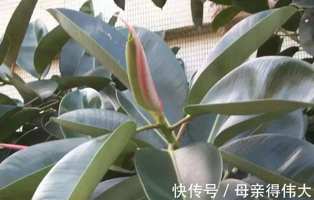 这些花是二手烟的克星,家里有烟鬼的,赶紧养几盆