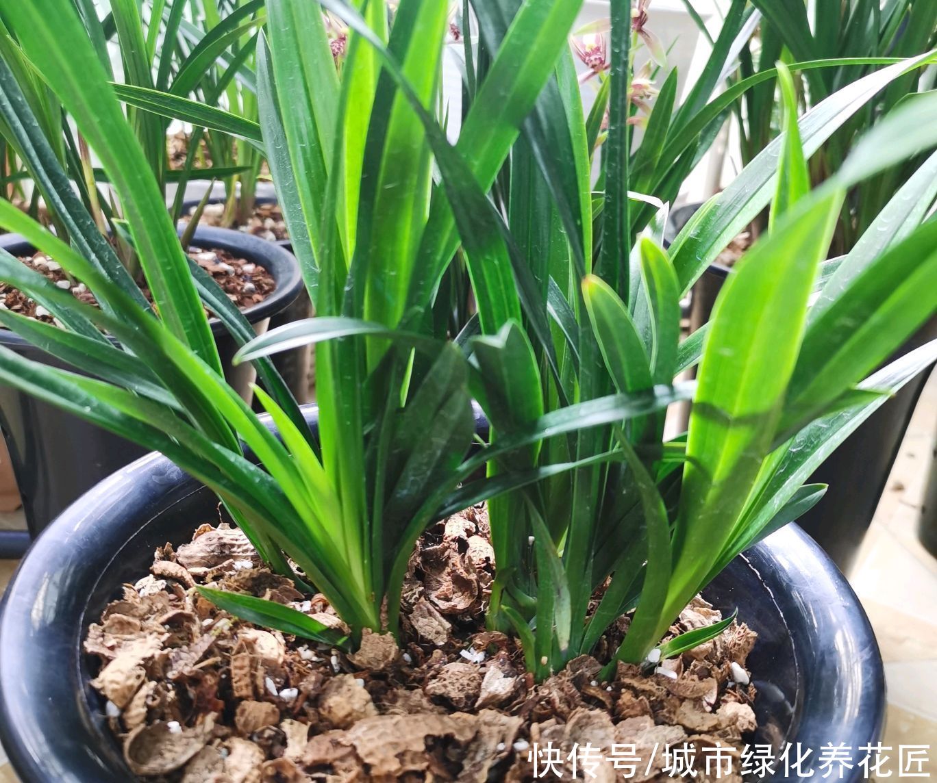 假活|兰花老芦头捂出新芽以后多久可以移栽?长芽防假活,根旺再移栽