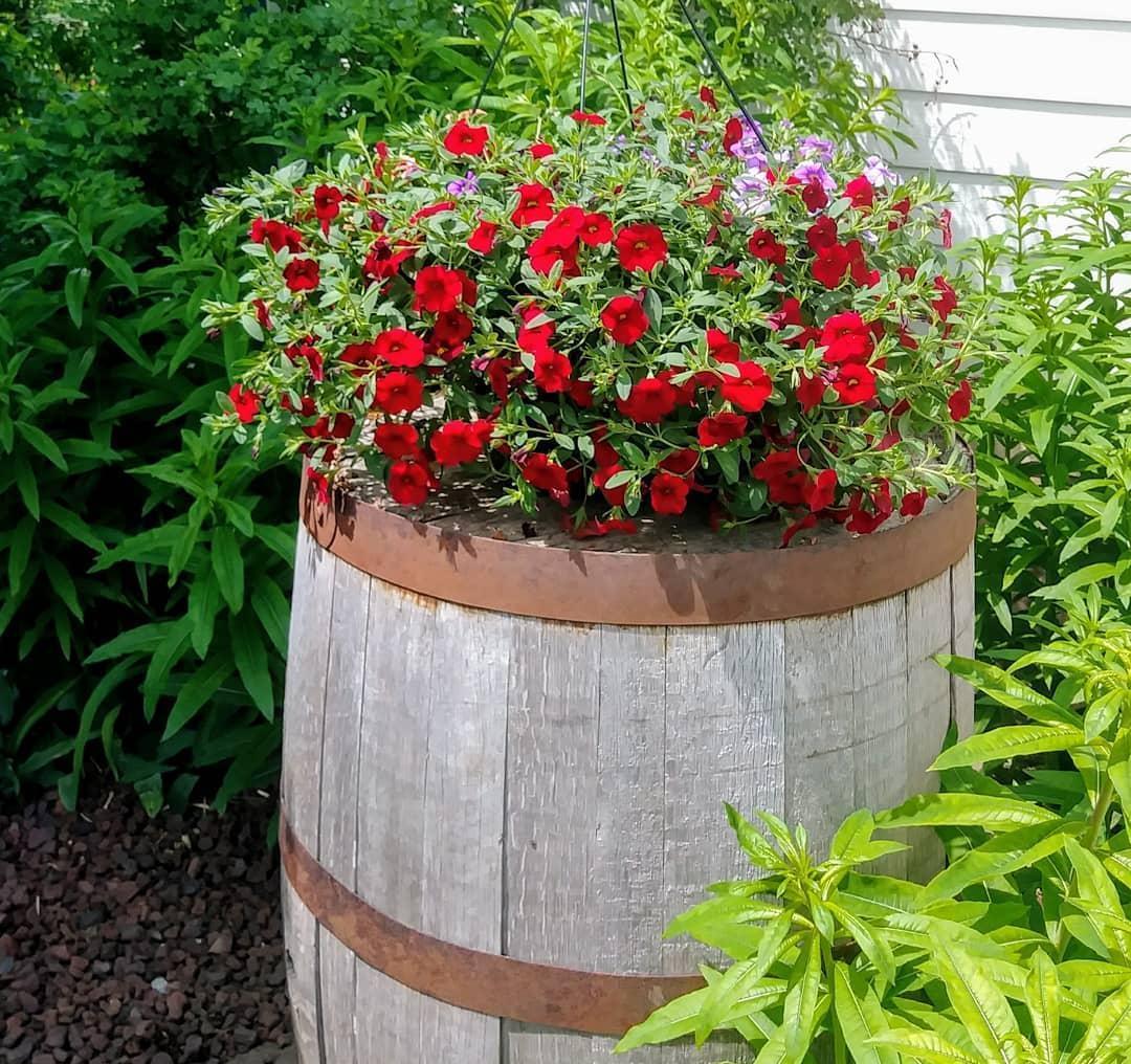 养护|阳台爆盆首选百万小铃,这样养护开花不断,长成花球