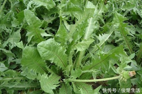 血糖|一旦查出糖尿病,工资少也要吃“它”,助你稳定血糖不上升