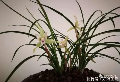 根壮|兰花适合“懒养”,这三点别做太勤快,才会根壮叶绿,花开不断!