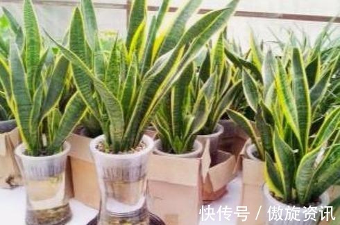 植物|长寿的人家里都养什么花,4种“花”必须要养,而且要多养