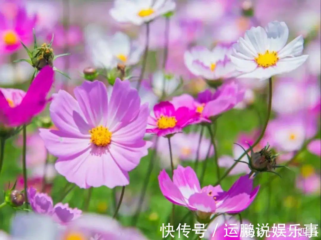 三角梅|30种夏天花,热不死、晒不死,大半年都开花,还没病虫害