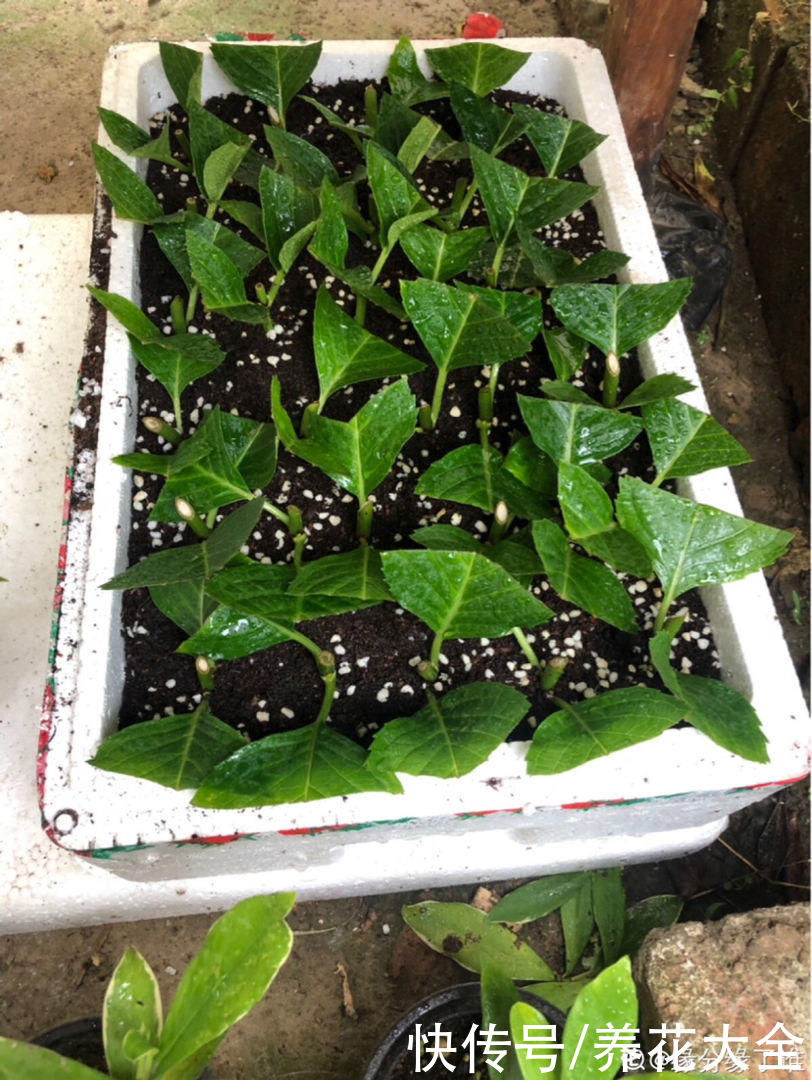 懒人扦插法，轻松就能完成，成活率还老高