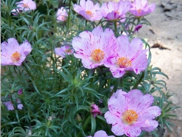 光照|7种一年四季开花的植物,阳台养一盆,天天有花看!