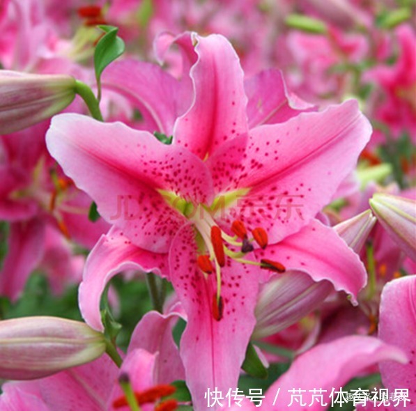 提醒:这12种“漂亮花”,不适合养在室内,别不当回事